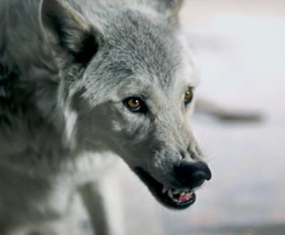 Top 2 The Kills - Siberian Nights